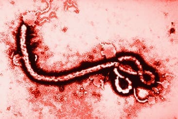 A magnified image of the Ebola virus.