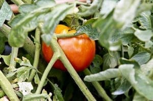 Tomato on the vine